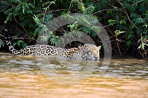Jaguar female on Rio Cuiaba riverbank, Porto Jofre, Brazil photo