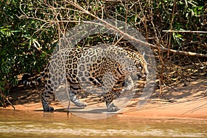 Jaguar female on Rio Cuiaba riverbank, Porto Jofre, Brazil photo