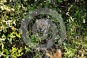 Jaguar female on Rio Cuiaba riverbank, Porto Jofre, Brazil photo