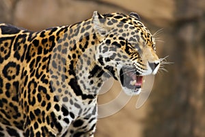 Jaguar growling