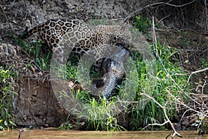 Jaguar hauling yacare caiman along river bank
