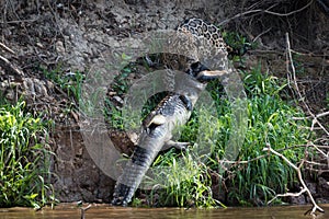 Jaguar hauling yacare caiman out of river