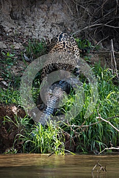 Jaguar hauling yacare caiman up river bank