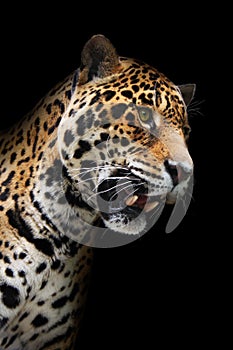 Jaguar head in darkness, isolated
