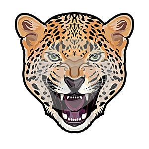 Jaguar head symmetrical colored illustration isolated background