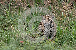Jaguar in Hunting Mode photo