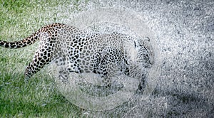 Jaguar image looking for the jump