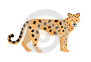 Jaguar isolated on white background. Stunning wild exotic carnivorous animal. Graceful large American wild cat or cute