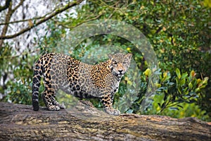 Jaguar in the Jungle photo