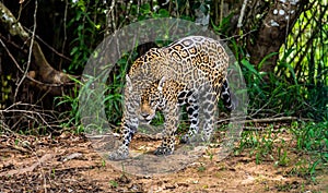 Jaguar among the jungle.