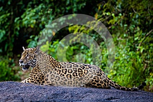 Jaguar in the jungle of Surinam