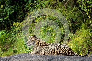 Jaguar in the jungle of Surinam