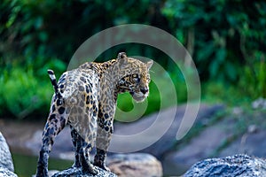Jaguar in the jungle of Surinam