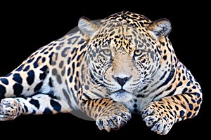 Jaguar known as \