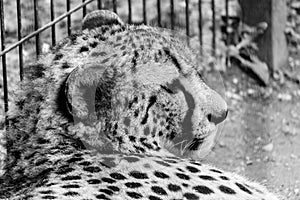 Jaguar in Le Cornell animal park