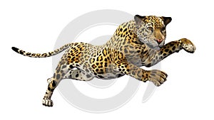 Jaguar leaping, wild animal isolated on white photo