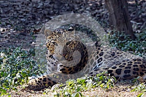 A jaguar/leopard taking rest in the zoo.