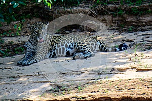 Jaguar licking its lips laying on a beach