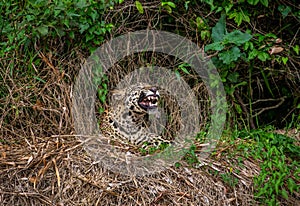 Jaguar lies on the ground among the jungle And yawns.