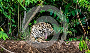 Jaguar lies on the ground among the jungle And yawns. Close-up.