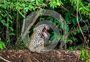 Jaguar lies on the ground among the jungle And yawns. Close-up.