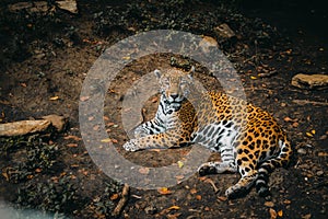 Jaguar lying down looking at you