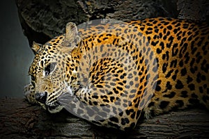 A jaguar lying down photo