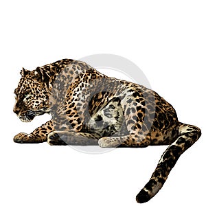 The Jaguar is lying full length with its tail down and looking towards the side profile