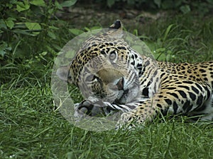 Jaguar Lying In Grass Looking Toward Camera