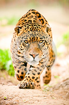 Jaguar in motion