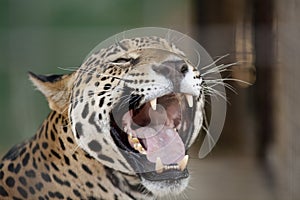 Jaguar Mouth Open