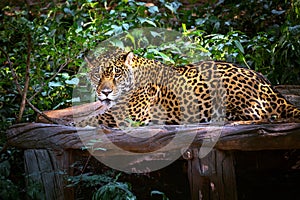 Jaguar in the natural forest.