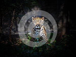 Jaguar in the natural forest.