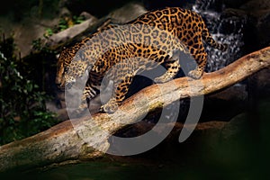 Jaguar in the nature, wild cat in in habitat, Costa Rica. Jaguar in green vegetation, river shore bank with rock, hiden in tree.