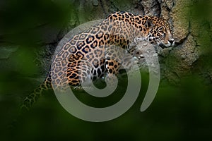 Jaguar in the nature, wild cat in in habitat, Porto Jofre in Brazil. Jaguar in green vegetation, river shore bank with rock, hiden photo