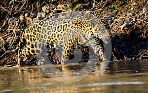 Jaguar paddling whilst stalking