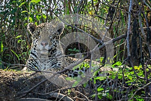 Jaguar in Pantanal