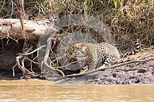 Jaguar from Pantanal, Brazil