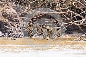 Jaguar from Pantanal, Brazil