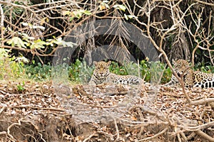 Jaguar from Pantanal, Brazil