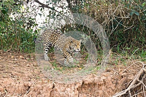 Jaguar from Pantanal, Brazil