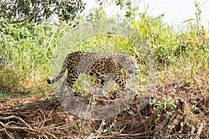 Jaguar from Pantanal, Brazil