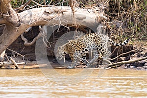 Jaguar from Pantanal, Brazil