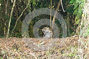 Jaguar from Pantanal, Brazil