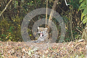 Jaguar from Pantanal, Brazil