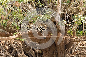 Jaguar from Pantanal, Brazil