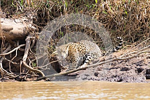 Jaguar from Pantanal, Brazil