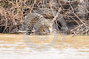 Jaguar from Pantanal, Brazil
