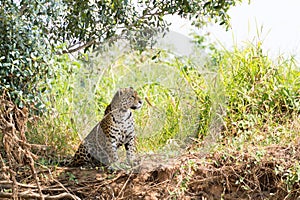 Jaguar from Pantanal, Brazil