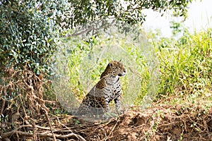 Jaguar from Pantanal, Brazil